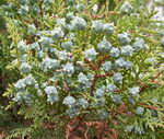 Thuja Occidentalis